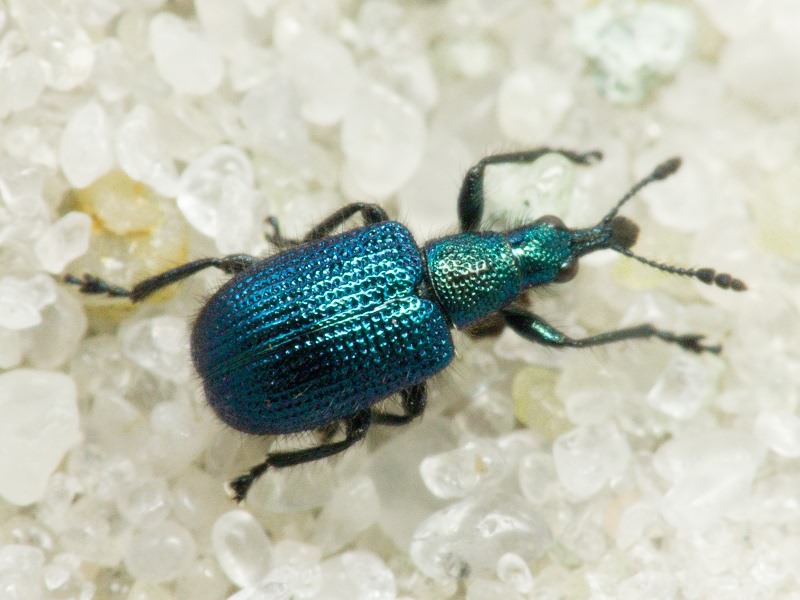 Haplorhynchites caeruleus (De Geer, 1775)